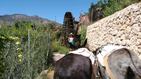 -31% Paseo en burros en Murcia, por 11€