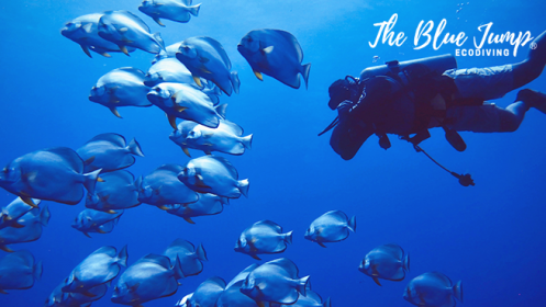 La Azohía: Bautismo de buceo